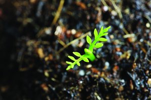 日志分析使用技巧：自动分类日志等级